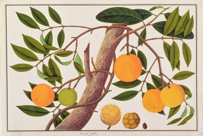 Booah Jebba, from Drawings of Plants from Malacca, c.1805-18 by Chinese School